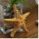 Декоративная Морская звезда  15 см комплект 6шт 