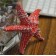 Декоративная Морская звезда  15 см комплект 6шт 