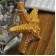 Декоративная Морская звезда  13х13х4 см (комплект 6шт)